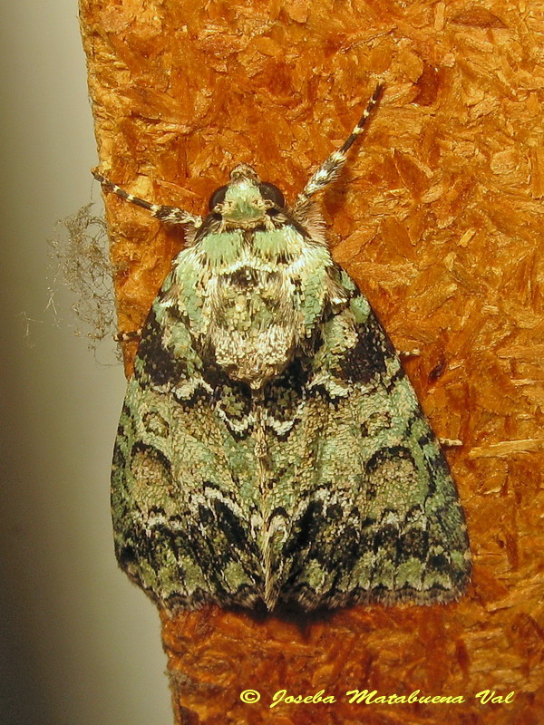 Polyphaenis sericata - Noctuidae